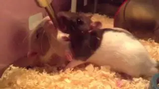 Two rats drinking out of one water bottle