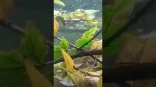 Осень и мутные воды озера Дружба