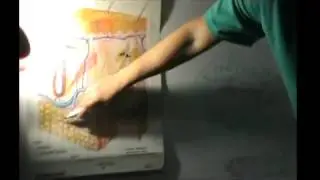 Подкожная жировая клетчатка и массаж. Лекция.