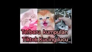 Terbaru Tik tok kucing lucu viral