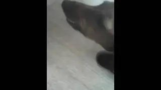 Опять Дара|вафли-любовь