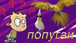 Вы точно не знали такого о попугаях!!! Интересные факты о попугаях!