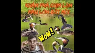 Khám Phá Thế Giới Bí Ẩn Của Chim Lặn Mào Lớn: Thợ Lặn Tuyệt Đỉnh