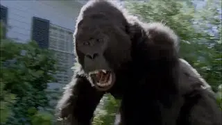 Don't Get Body Slammed by a Lowland Gorilla 【DIRECTV®】
