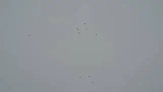 Утро доброе птичка в небе 04 02 2024 г