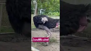The incredible ostrich@Davao zoo video