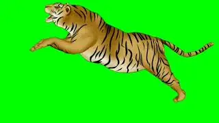 green screen tiger animal video / Green Screen Tiger Multiple pose no copyright / 