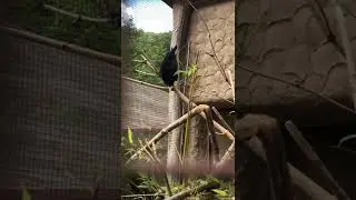 Crested oropendola| Хохлатая оропендола| Psarocolius decumanus| LC