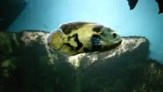 Compatibility of Anstronotus with other fish