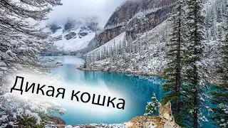 Дикая кошка. Рассказы для детей