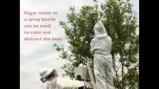 Catching a Swarm of Honey Bees