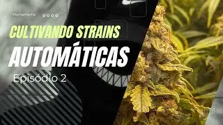 Cultivando Plantas AUTOMÁTICAS | Episódio 2