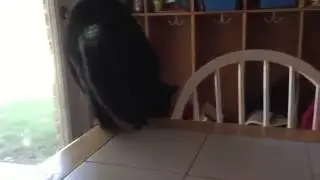 Cat jumping off table