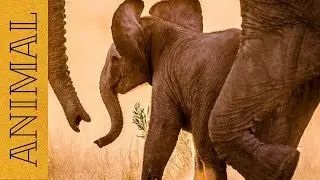 Большие слоны и слоники🐘Big elephants🐘Little elephants🐘
