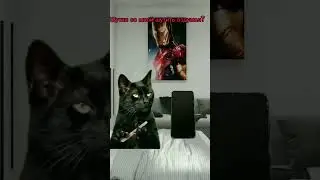 Когда телефон не узнаёт тебя #котики #рекомендации #актив #милота