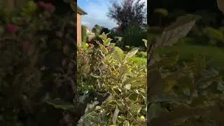 Вечер в моём саду 🌟Mein Garten am Abend 🌟