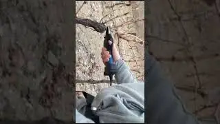 customer's using video of SW-PRU-45 electric pruning shear