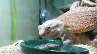 Bearded Dragon "pumpkin" eating worms
