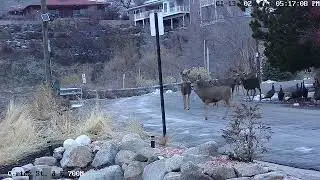 Deer & turkeys are back, January 13th 2023