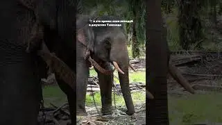 🐘Лови подборку из 7 эко питомников Пхукета в Тгк «Карта, деньги, чемодан» #отпуск #таиланд #пхукет
