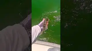 Шустрый маленький судачок плывёт домой! #fishing #freedom #свобода #фишмир #fishmir #shorts #шортс