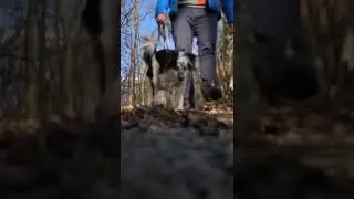 Immer unterwegs | Vanlife mit Hund 🐶 #shorts