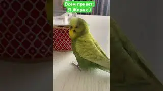 Зеленый попугайчик Жирик. Говорящий волнистый попугайчик. Смешной попугайчик.