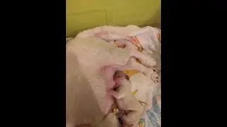 Первые щенки,много молока у мамы, придумала молокоотсос,  разрабатываем грудь.