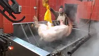 Шкребмашина, шпарчан, Бойня