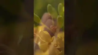 🌸Gold Hardener от IQ BEAUTY -  укрепитель для ногтей премиум-класса с коллоидным золотом.