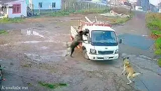 Big dogs attack.