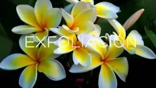 Teaser Papillon Spa Therapy 3