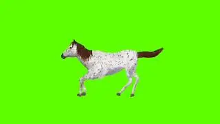 GREEN SCREEN ANIMATION OF A HORSE