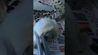 The Most Insane Snake Attack Ever Caught On Camera