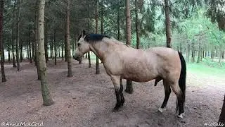 horse💨