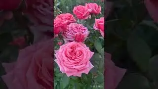 роза Бермуда