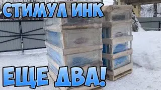 К СЕЗОНУ 2022 ГОТОВА / ЕЩЕ ДВА ИНКУБАТОРА СТИМУЛ!