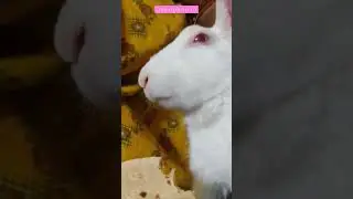 When you have online classess and food is also important.😂😂 #littlebunny #funnyshorts #rabbit