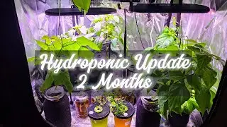 Hydroponic Update - 2 Months