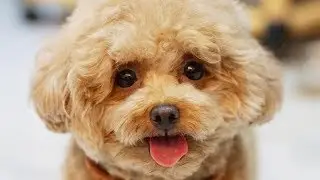 Standard Poodle - Toy Poodle - Poodle Puppy - Funny Poodles – Poodle Video Compilation #2