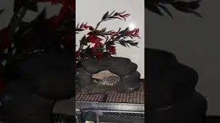 Купила стеллаж для террариумов