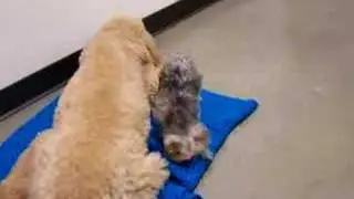 Cassie visiting Teddi in the Hospital
