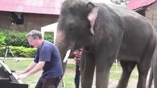 Счастливые слоны