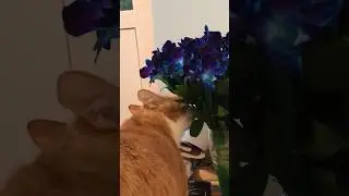 Оскар и цветочки 💝 #котовлог