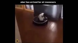 Hello! Cat Uber! | meeowTV