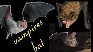 vampire bat documentary