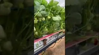 Англия. клубника