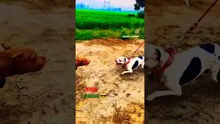 Pitbull 🐕 2 numbari 😎|| Ritik dog kennel|| #shorts #pitbull #shortsfeed