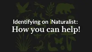 Identifying on iNaturalist: How you can help!