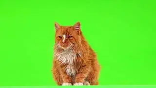 Cat green screen video free dwonlod